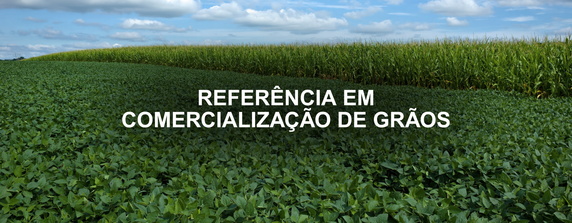 Banner Novo 3