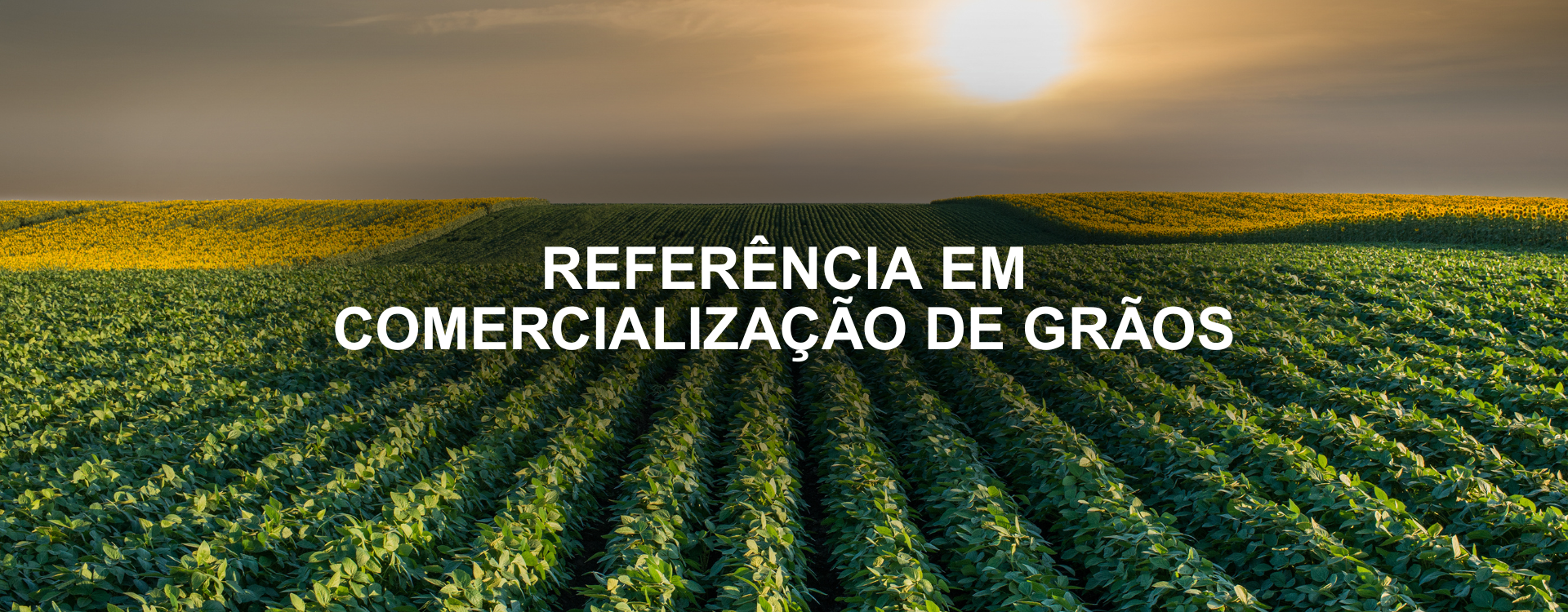 Banner Novo 1